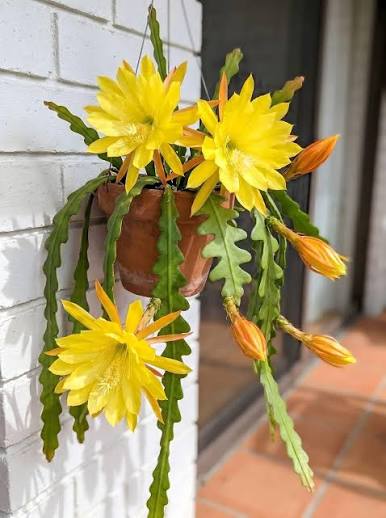 Yellow Epiphyllum Orchid Cactus live stem cuttings ready for planting.