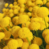 Craspedia Flower seeds for Planting Pollinator Friendly Heirloom & GMO Free Seeds for Home Garden 
 
 Sale