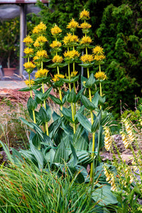 Packet of Great Yellow Gentian seeds for planting