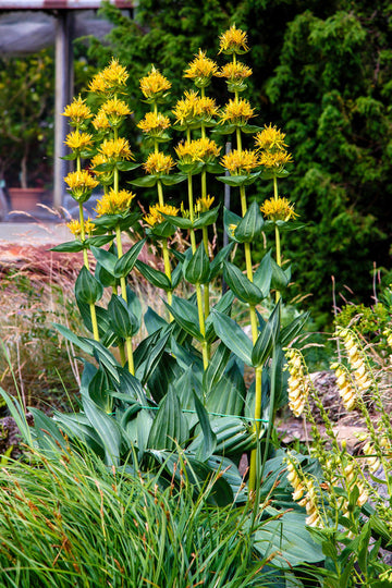Packet of Great Yellow Gentian seeds for planting