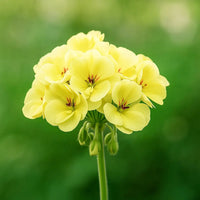 Bright yellow geranium flowers blooming in a home garden.