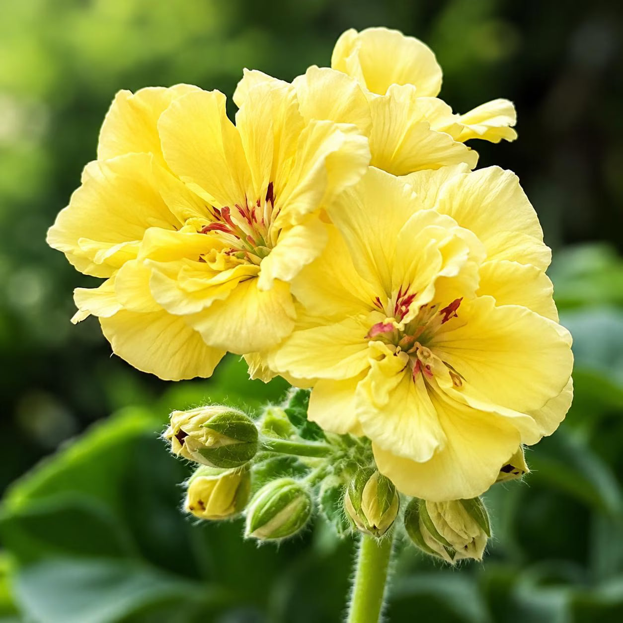 Bright yellow Pelargonium flowers growing in outdoor garden containers