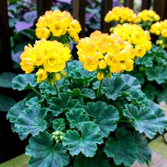 Yellow Geranium Pelargonium flower seeds for colorful home gardens