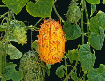 Yellow horned melon fruits grown from seeds
