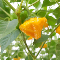 Mature Yellow Jamaicano plant with green foliage