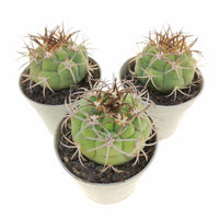 Yellow Marquezii Plant Seeds for sunny garden beds