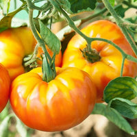 Large Yellow Orange Pineapple Heirloom Tomatoes
