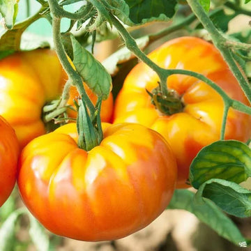 Large Yellow Orange Pineapple Heirloom Tomatoes