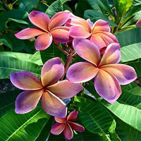 Yellow and Purple Plumeria Flowers in Garden