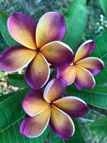 Yellow Purple Plumeria Flower Seeds for Planting
