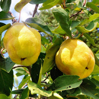 Yellow Quince fruit seeds for planting in home gardens and backyard orchards.