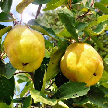 Yellow Quince fruit seeds for planting in home gardens and backyard orchards.