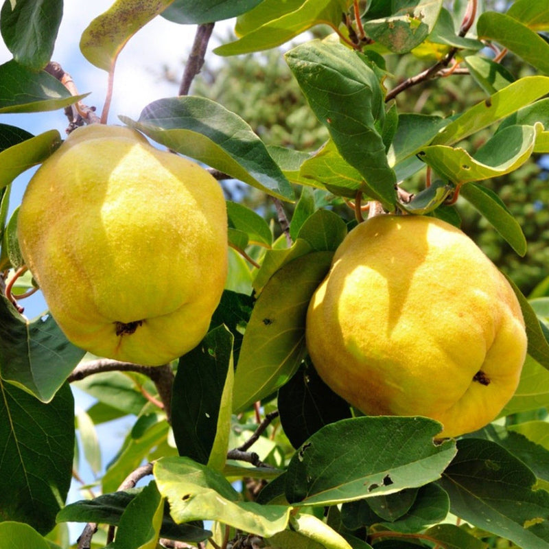 Yellow Quince fruit seeds for planting in home gardens and backyard orchards.