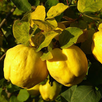 Yellow Quince fruit tree seeds for growing in landscape and orchard gardens.