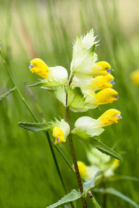 Yellow Rattle flower seeds for planting in home gardens and wildflower meadows.