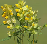 Yellow Rattle wildflower seeds for natural landscape and ornamental garden planting.