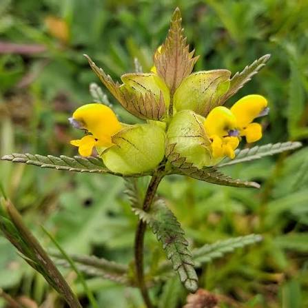Yellow Rattle (Rhinanthus minor) native wildflower seeds for spring garden and meadow planting.