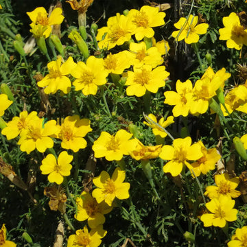 Yellow Signet Marigold seeds for vibrant garden blooms
