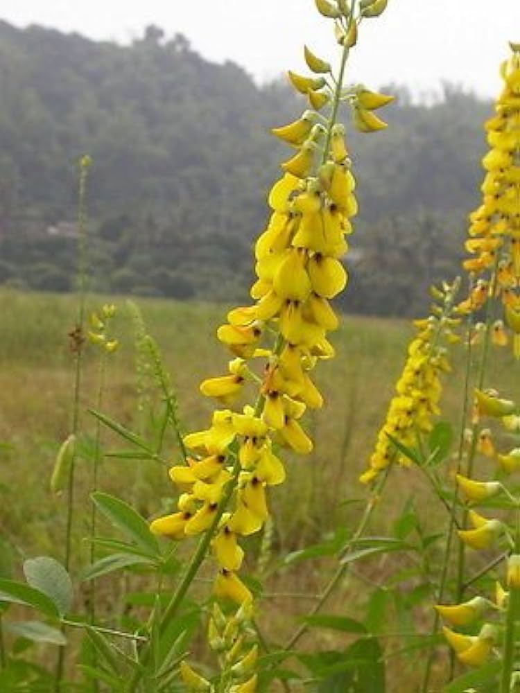 Yellow Smooth Rattlebox Plant Seeds for Planting