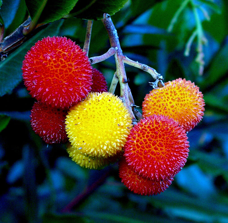 Step-by-Step Guide for Planting Yellow Strawberry Fruit Seeds in Your Garden