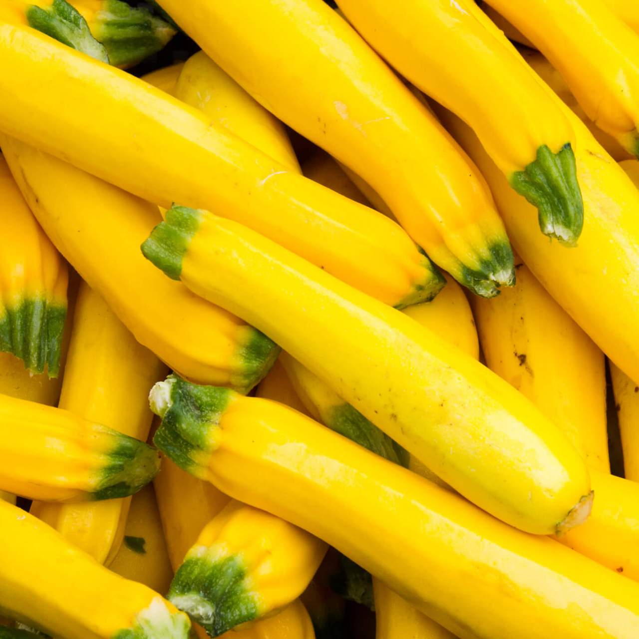 Yellow Summer Squash Growing in Home Vegetable Garden