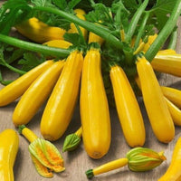 Yellow Summer Squash Seeds for Planting