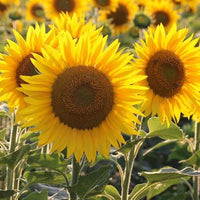 Yellow Sunflower flower seeds for planting in home gardens and flower beds.