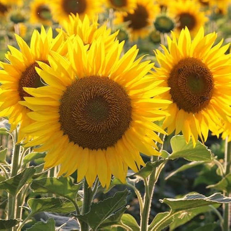 Yellow Sunflower flower seeds for planting in home gardens and flower beds.