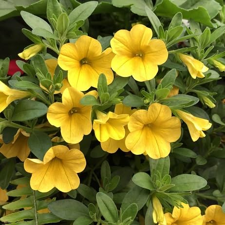 Yellow Superbells Calibrachoa flower seeds for planting in hanging baskets and containers.