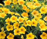 Yellow Superbells Calibrachoa blooming in a colorful garden border and patio container.