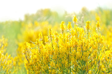 Packet of Yellow Sweet Clover flower seeds