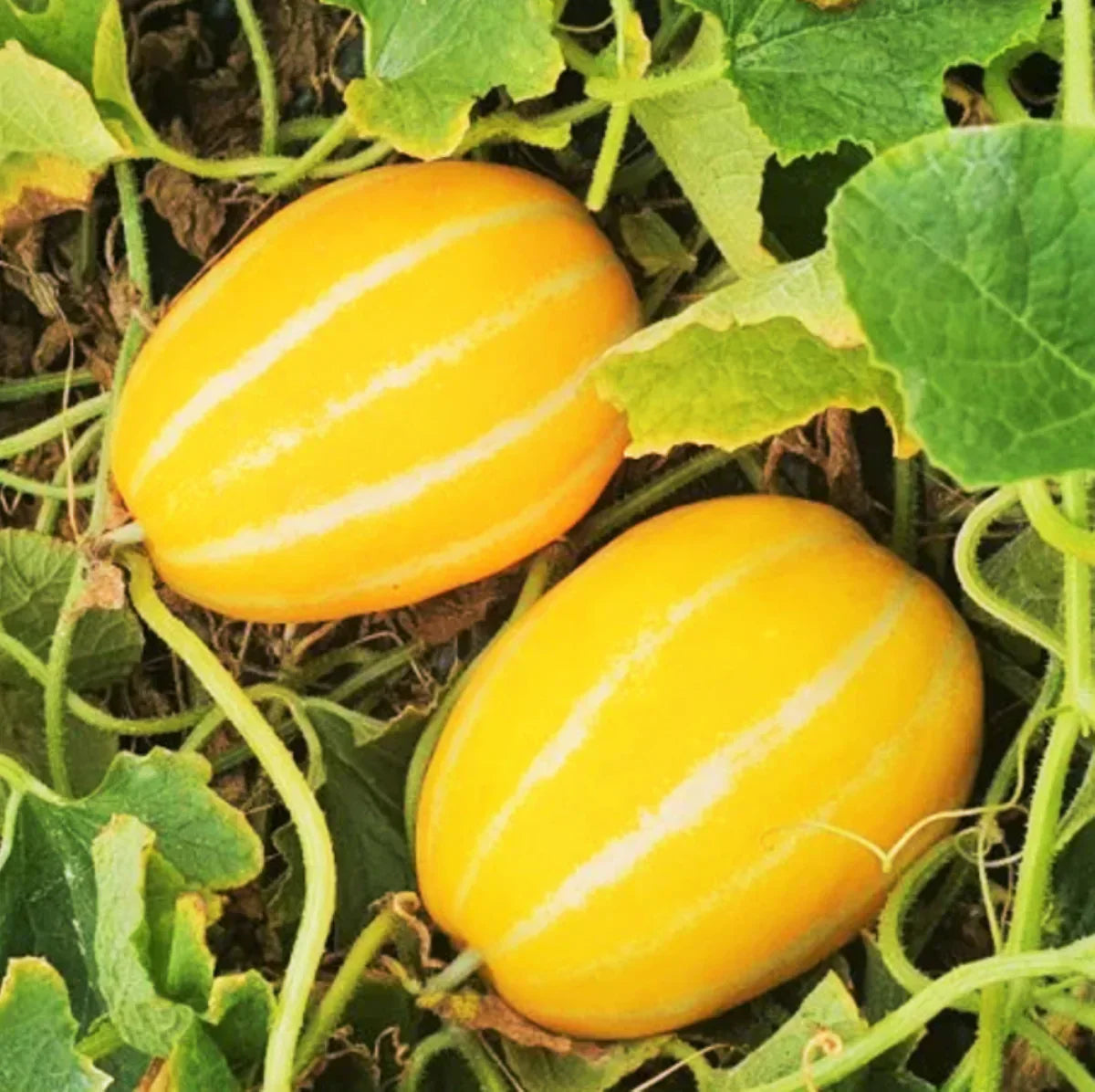 Mature Yellow Sweet Melon plant with green vines and leaves