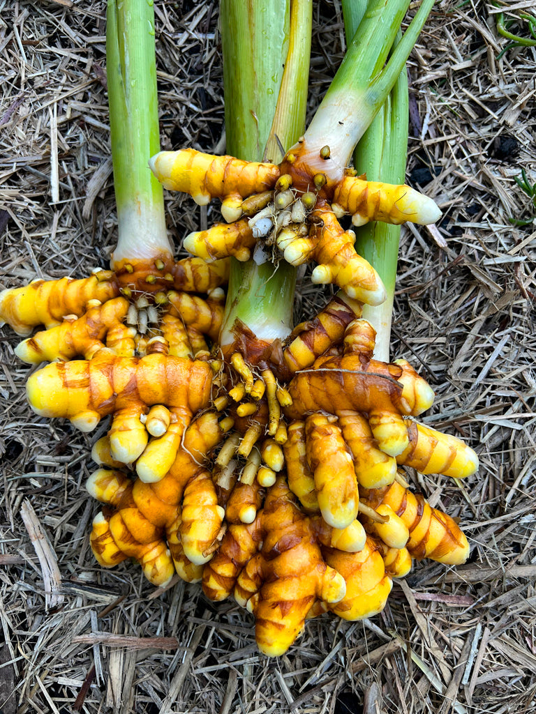 Yellow Turmeric Root for Planting