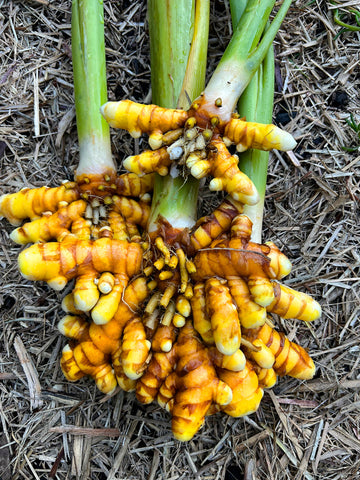 Yellow Turmeric Root for Planting