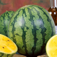 Yellow watermelon growing on healthy garden vines.