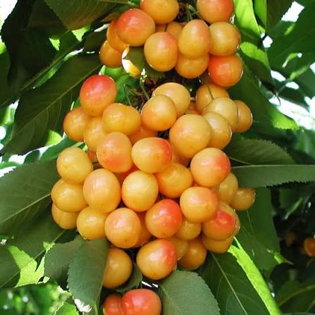 Heirloom Rainier cherry seeds for orchards and landscape planting