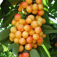 Heirloom Rainier cherry seeds for orchards and landscape planting