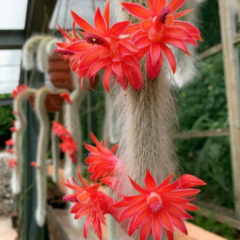 Monkey Tail Cactus Seeds Flower seeds for Planting - Low Maintenance, Heirloom & GMO Free Seeds for Home Garden