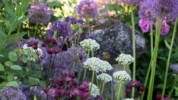 Mixed Allium bulbs for planting in an outdoor garden