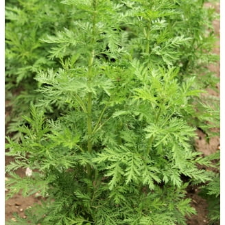 Yellow-flowering Yomagi herb in garden border
