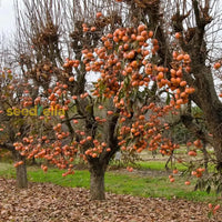Young Diospyros Kaki tree development