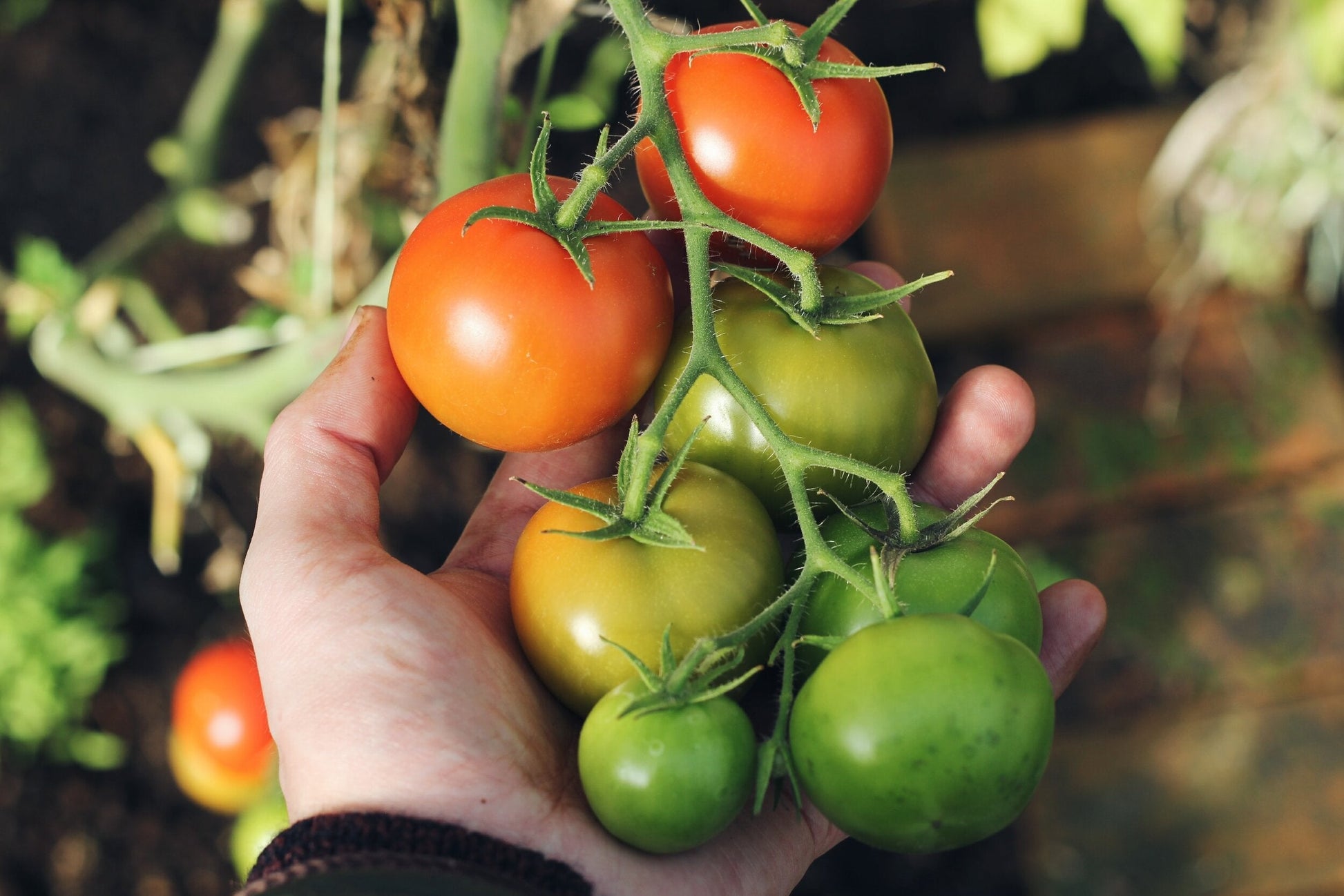 Seedlings of Mixed Tomato growing healthy and strong