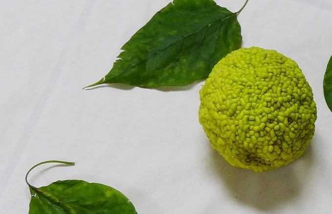 Young Osage Orange seedling growing in container
