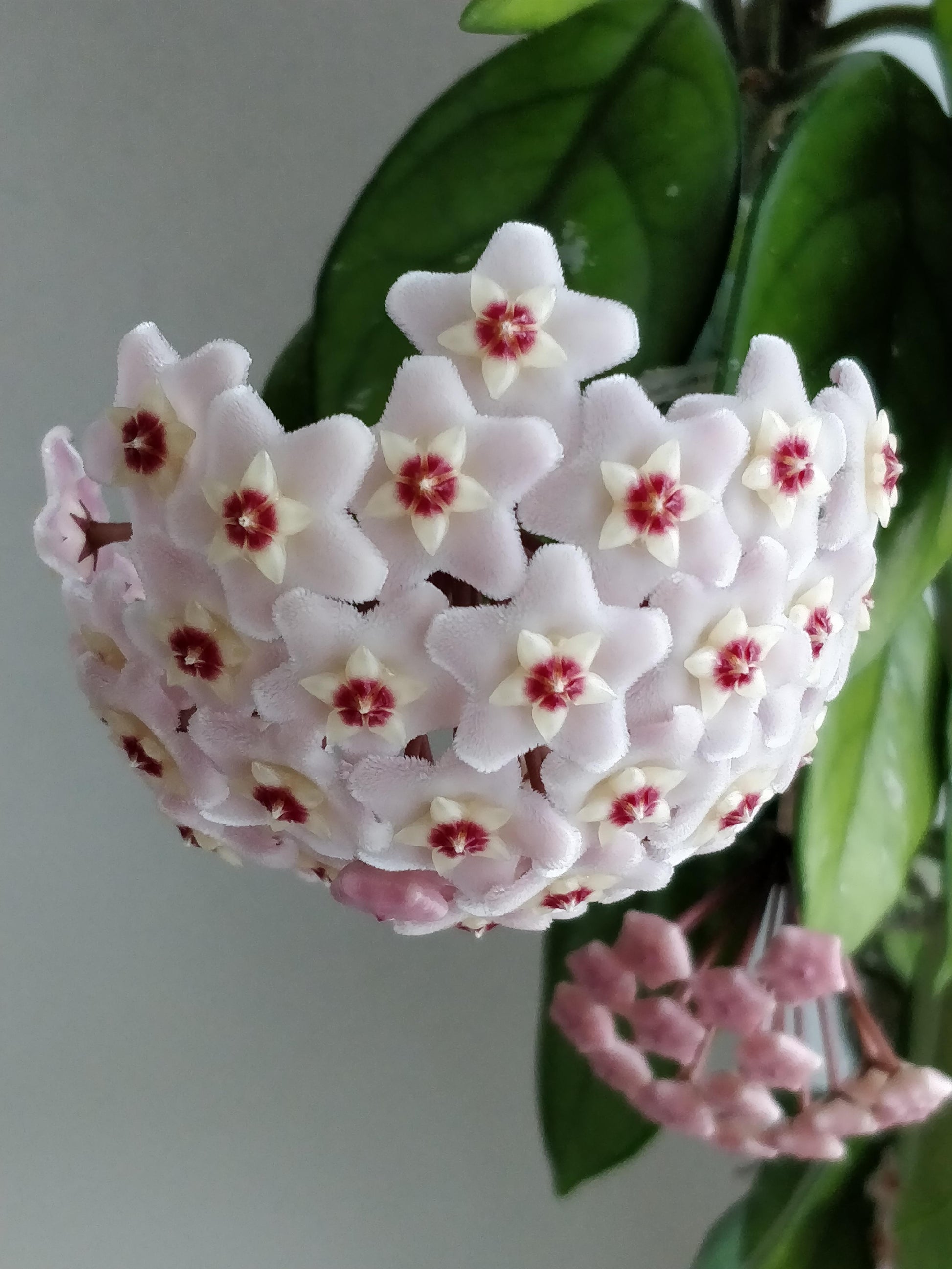 Hoya Flower seeds for Planting Colorful Display Heirloom & GMO Free Seeds for Home Garden