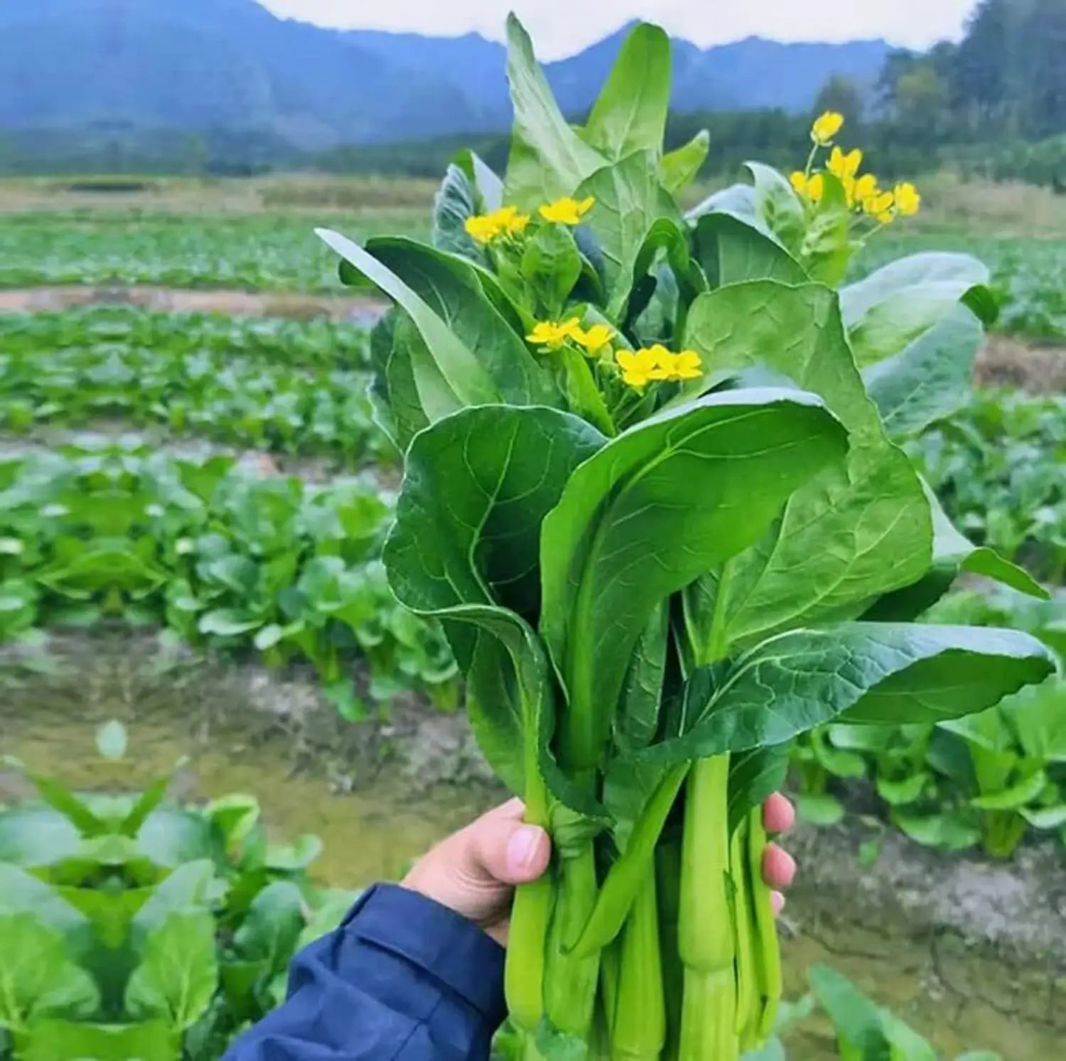 Yu Choy Sum seeds for home garden and outdoor vegetable planting.