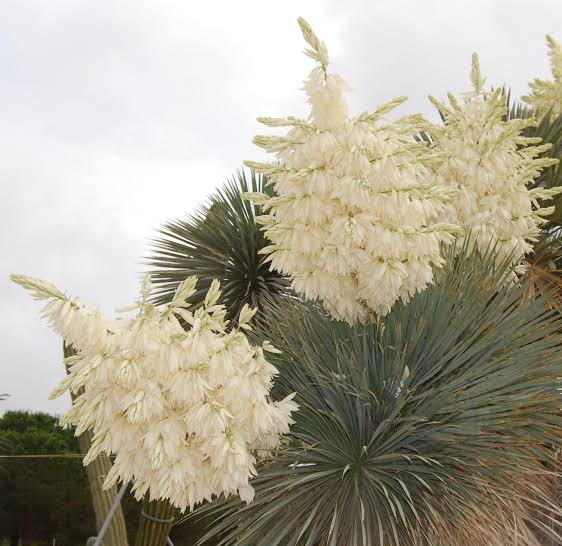 Blue-green Yucca Rostrata growing in a landscape garden