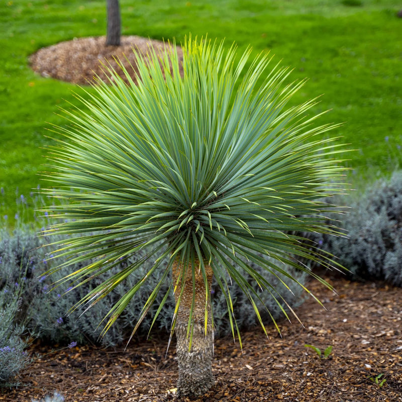 Yucca Rostrata seeds for planting ornamental garden plant