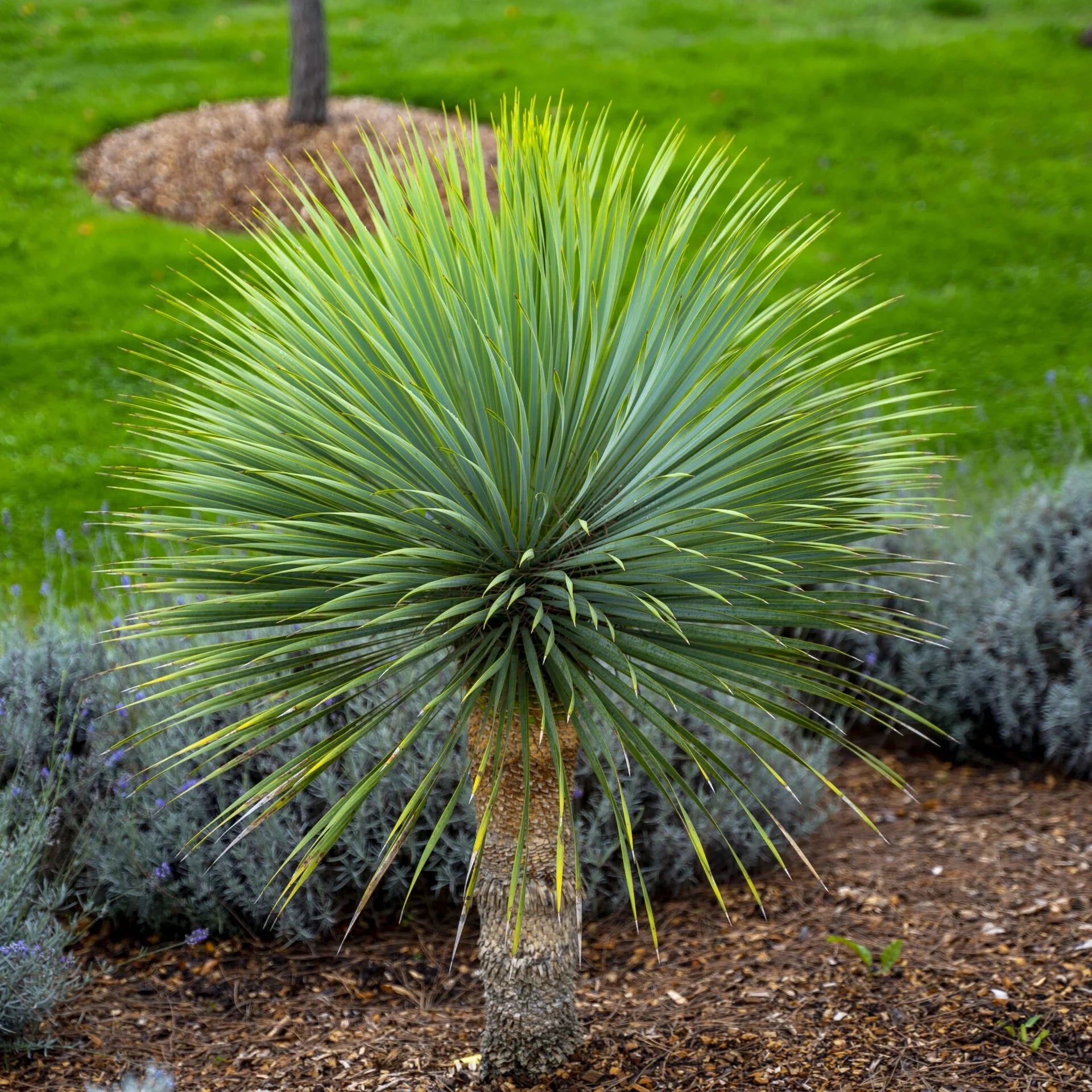 Yucca Rostrata seeds for planting ornamental garden plant