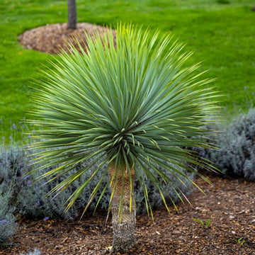 Yucca Rostrata seeds for planting ornamental garden plant
