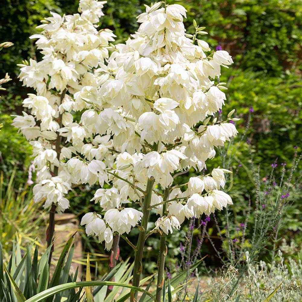 White Yucca Flower seeds for Planting - Perfect for Borders, Heirloom & GMO Free Seeds for Home Garden